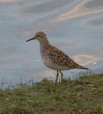 Pec Sand-0004 resized.jpg