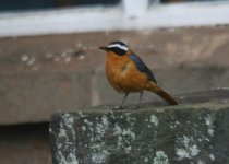 White-browed Robin-chat.jpg