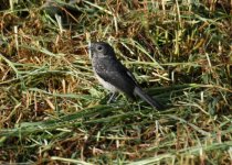 White-eyed Slaty Flycatcher.jpg