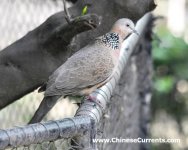 Spotted Dove 272.jpg
