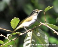 Eastern Crowned Warbler 273.jpg