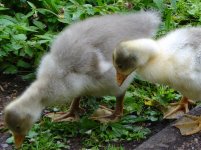 Unusual Young Canada Geese.jpg