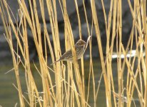 Little Bunting.jpg