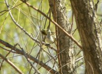 Pallas's Leaf Warbler.jpg