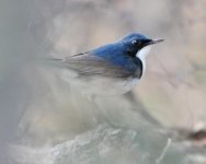 6.01am Siberian Blue Robin.jpg