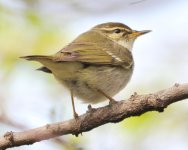 8.01am Arctic Warbler.jpg