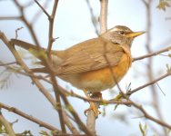 8.07am Eye-browed Thrush.jpg