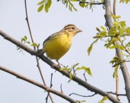 8.40am Yellow-breasted Bunting.jpg