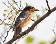 9.01am White-throated Rock Thrush.jpg