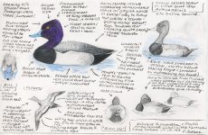 Lesser Scaup 17.12.94.JPG