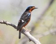 11.37am White-throated Rock Thrush.jpg