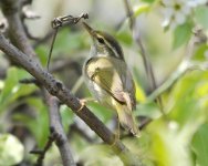 12.05pm Eastern Crowned Warbler.jpg