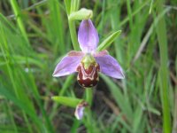 Bee Orchid.jpg