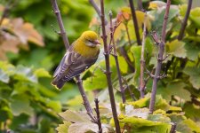 Golden Oriole-4.jpg