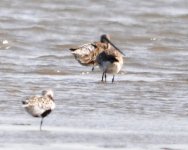 3.32pm Grey Plover  and something else.jpg