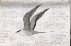 LTSKUA SKETCH SEVERN BEACH 15.5.96.JPG