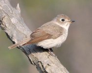 4.58pm Brown Flycatcher.jpg