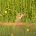 corncrake1.jpg