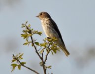 4.59pm Grey-streaked Flycatcher.jpg