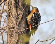 5.28pm... Rufous-bellied Woodpecker.jpg