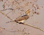 Wryneck.jpg