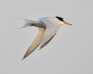 6.35pm Little Tern.jpg