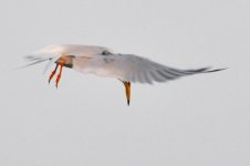 6.49pm Little Tern.jpg