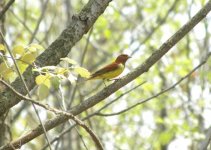 Chestnut Bunting.jpg