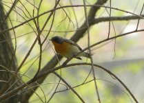 Mugimaki Flycatcher.jpg