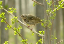 Olive-backed Pipit.jpg