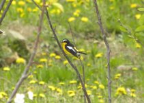 Yellow-rumped Flycatcher.jpg