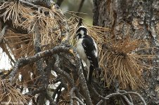 hairyWoodpecker.jpg