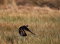 Purple-Swamphen.jpg