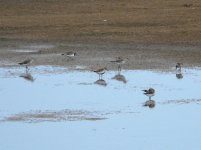 Waders_Castro_Marim_120410b.jpg