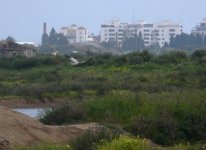 Montagus_Harrier_Castro_Marim_120410b.jpg