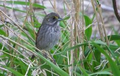 seaside sparrow.jpg