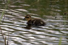 Mallard Chick (R).jpg