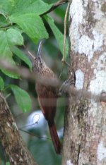 Cocoa Woodcreeper.jpg