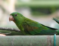 Orange-chinned Parakeet.jpg