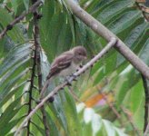 Gamboa flycatcher.jpg