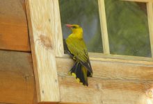 Black-naped Oriole 2.jpg