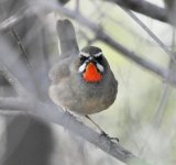 Siberian Rubythroat....jpg