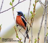 white throated redstart.jpg