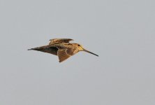 Swinhoe's Snipe.jpg