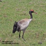 Black necked crane.jpg