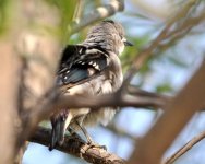 Daurian Starling....jpg