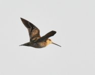 Swinhoe's Snipe....jpg