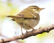 Arctic Warbler.jpg