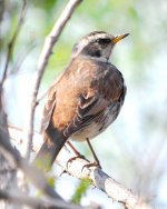 Dusky Thrush.jpg