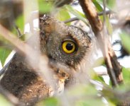 Oriental Scops Owl.jpg